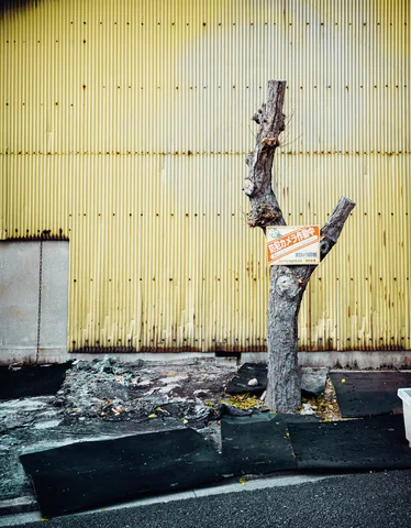 A heavily pruned tree trunk stands in a rectangular planter before a yellow corrugated wall.