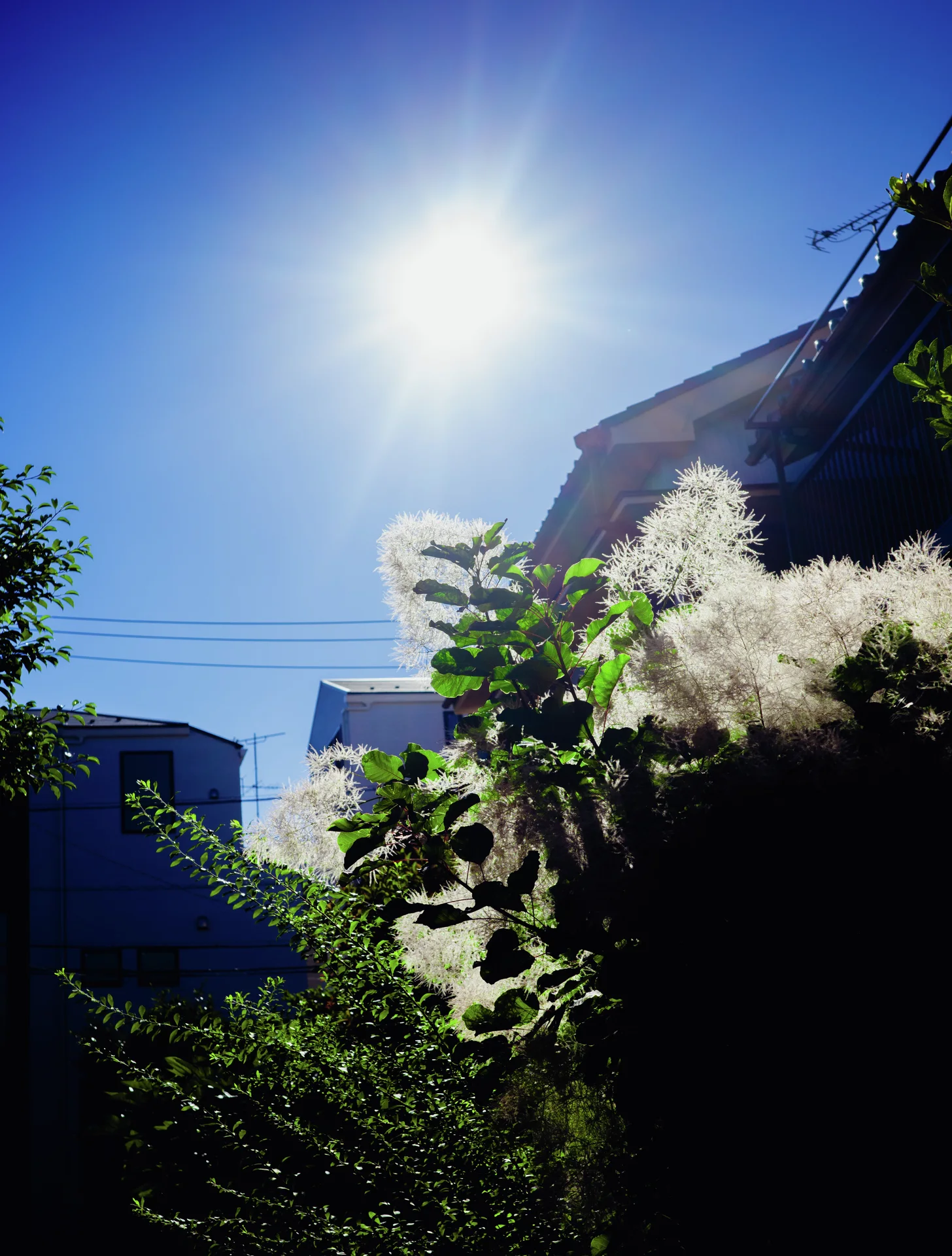 Bright sunlight backlights fluffy white flowers above leafy plants beside a dark house beneath blue sky.