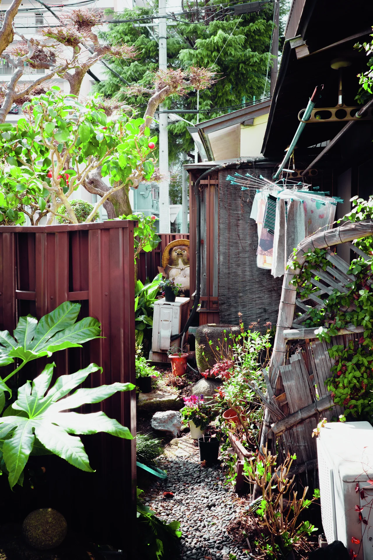 Dense garden plants fill a narrow gap beside a wooden shed, red fence, and hanging laundry.