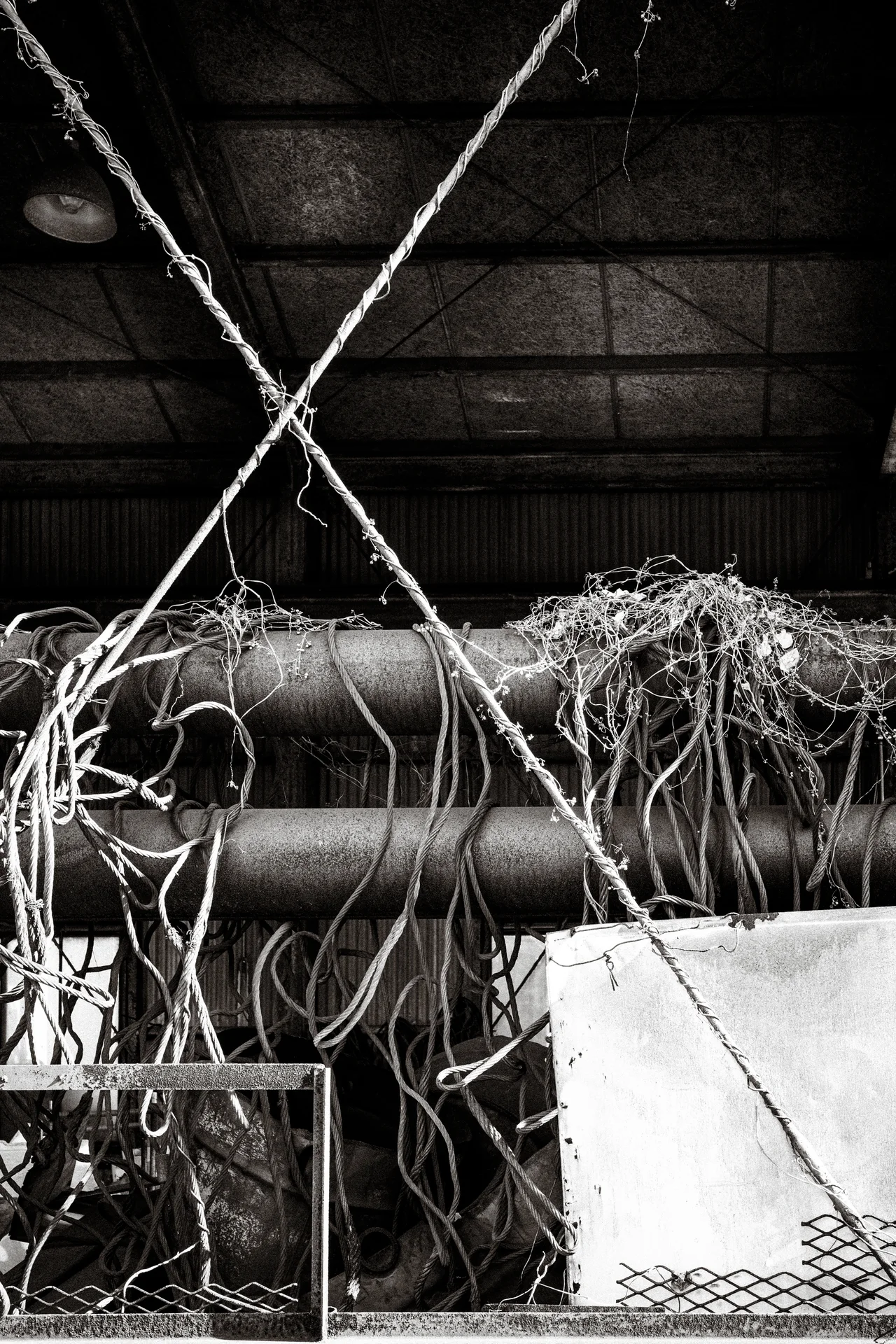 Tangled dry vines drape over large pipes beneath crossing cables in a dark monochrome shed.