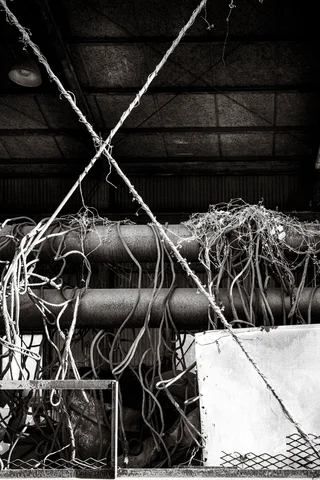 Tangled dry vines drape over large pipes beneath crossing cables in a dark monochrome shed.