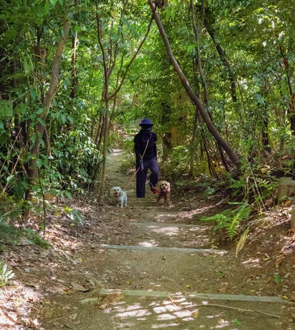 A person and two small dogs stand on a stepped woodland path beneath dense green branches.