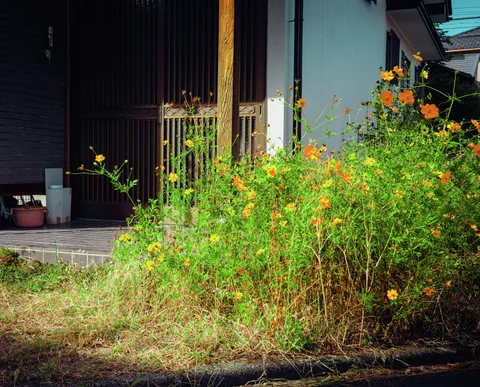 Orange and yellow flowers grow densely beside a dark wooden entrance and a pale blue wall.