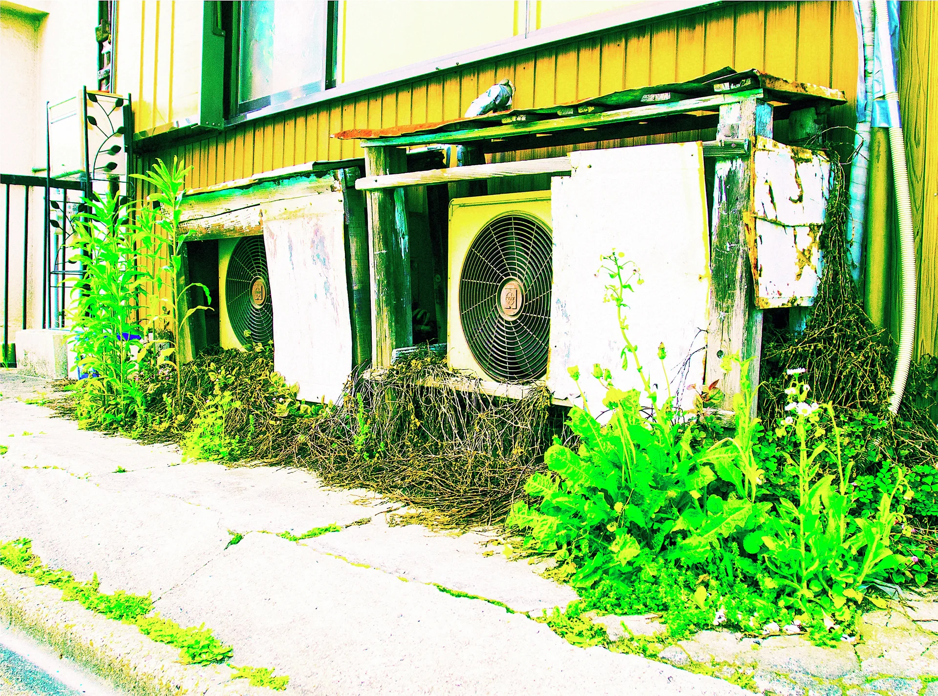 Weeds surround aging outdoor air conditioners sheltered by a rough metal frame beside yellow siding.