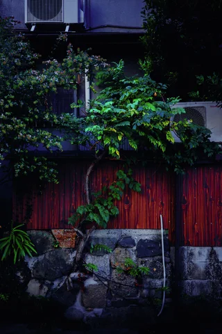 Leafy plants rise above red wooden fencing and a rough stone wall in deep shadow.