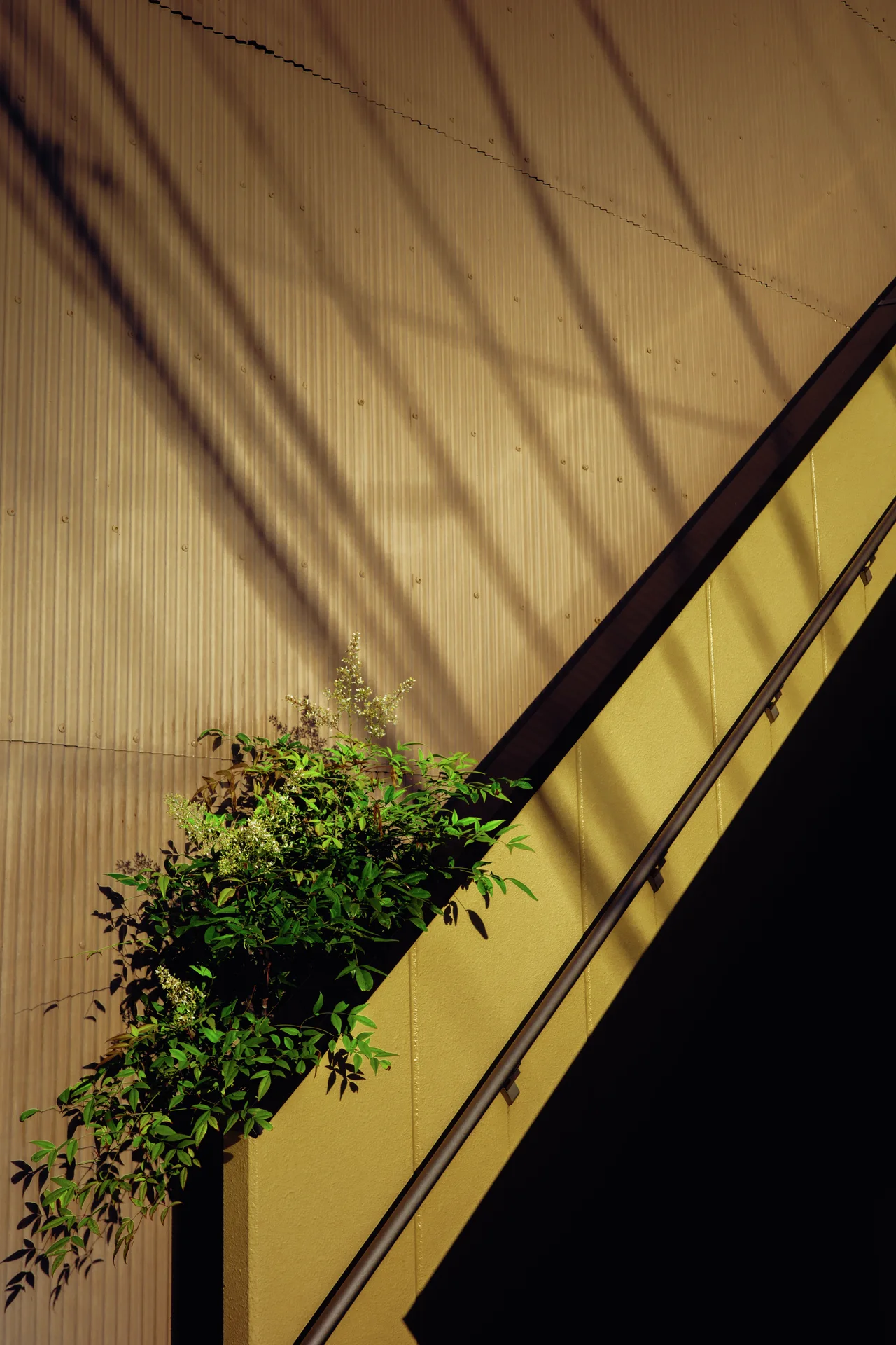 Diagonal beams and branching shadows cross a golden wall beside a small leafy plant.
