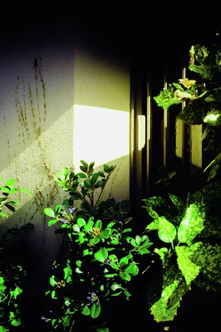 Bright green leaves catch a narrow patch of sunlight beside a pale wall and dark window.