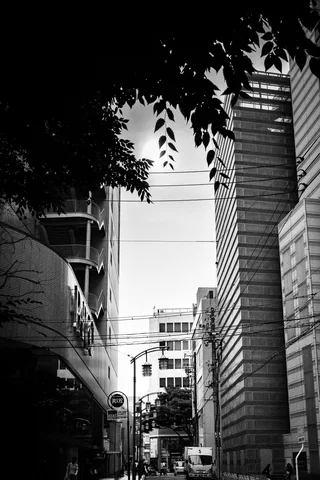 Overhanging leaves frame a narrow city street between tall buildings beneath overhead wires in black and white.