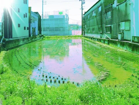 A shallow flooded open plot reflects surrounding buildings beside bright green grass and rows of small posts.