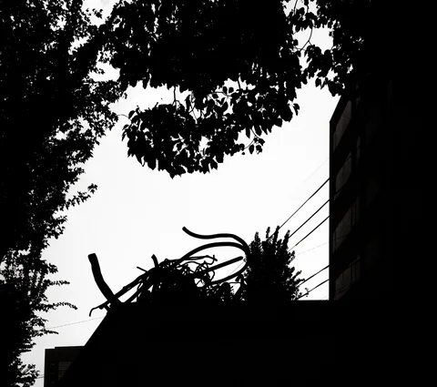 Leafy branches frame a rooftop silhouette with twisting metal forms and utility wires in black and white.