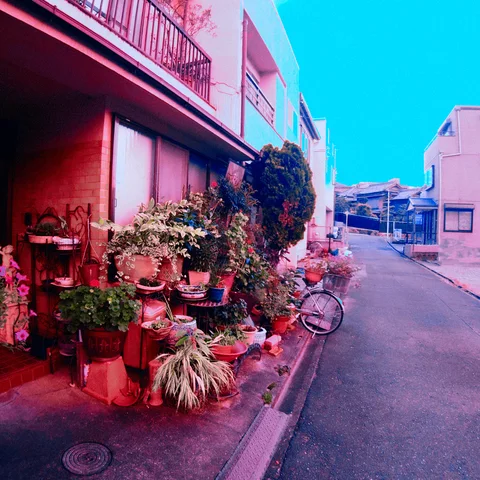 Potted plants crowd the edge of a narrow residential lane beside a parked bicycle and red-toned house.