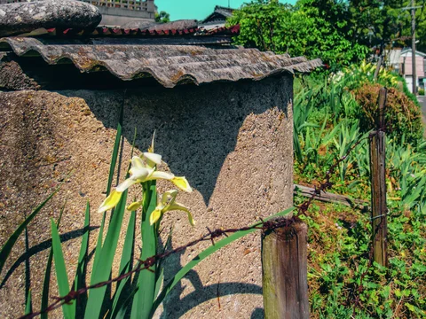 A pale yellow flower grows beside a rough low wall topped with curved tiles amid dense greenery.