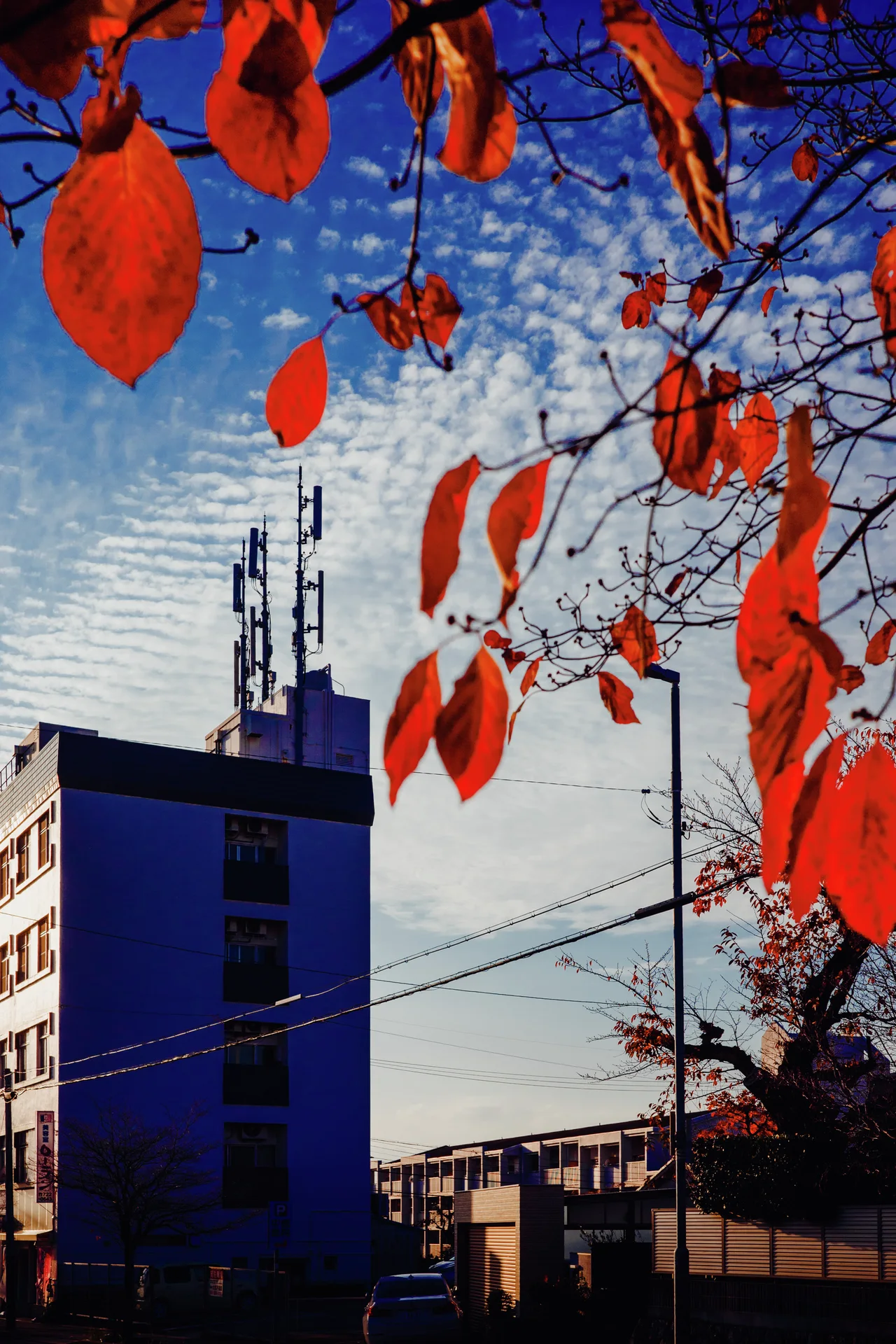 Bright red leaves hang before a tall building with rooftop antennas beneath rippled pale clouds.