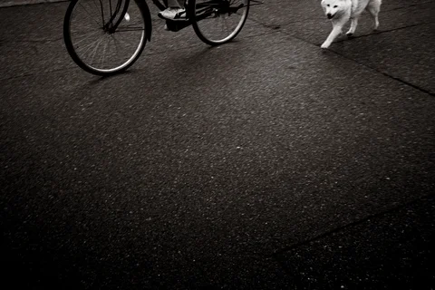 A small white dog and part of a bicycle appear along the upper edge of dark pavement.