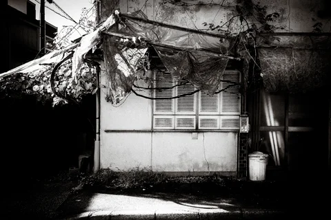 Tattered fabric hangs above a shuttered window on a worn wall beside bare vines in black and white.