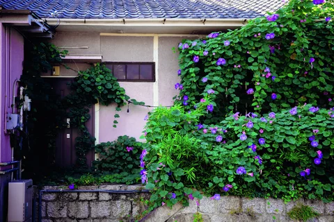 Green vines dotted with purple flowers cover a low house wall beneath a blue tiled roof.