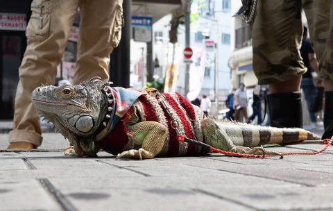 A large iguana wearing a striped fabric covering rests on pavement between standing people's legs.
