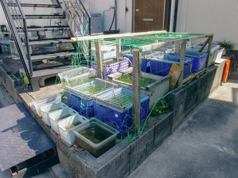 Rows of open tubs and blue containers sit beneath a green mesh frame beside exterior metal stairs.
