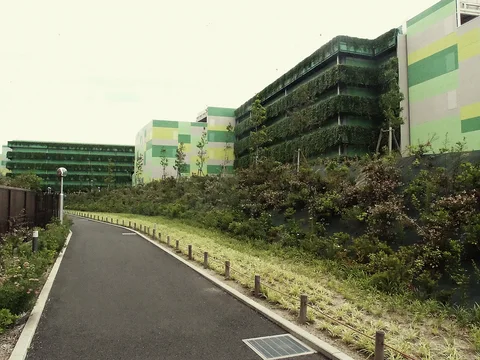 An empty paved path curves beside grassy banks beneath large buildings covered with rows of climbing greenery.