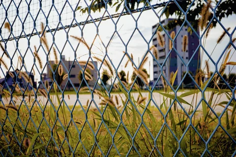 Tall golden grasses rise behind a blue chain-link fence with distant buildings beyond.