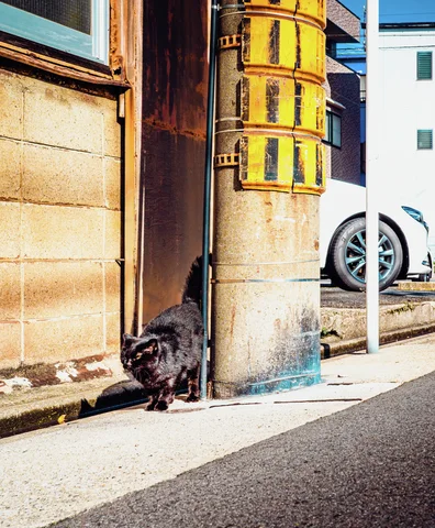 A dark cat stands beside a wooden doorway and concrete pole marked with yellow bands.
