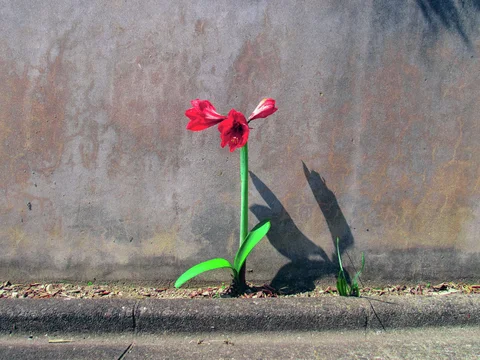 A single red flower on a green stem casts a long sharp shadow against a plain gray wall.
