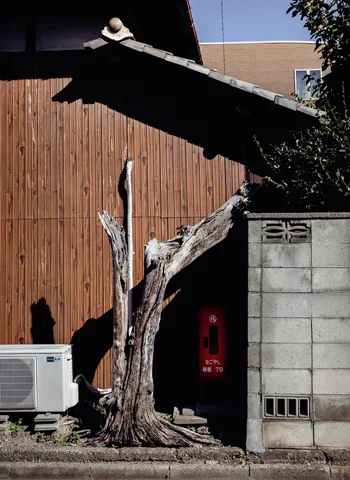 A stripped tree trunk stands against a wooden wall between an air conditioner and concrete boundary wall.