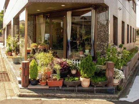 Numerous flower pots and leafy plants cluster around a glass-fronted corner entrance in warm sunlight.