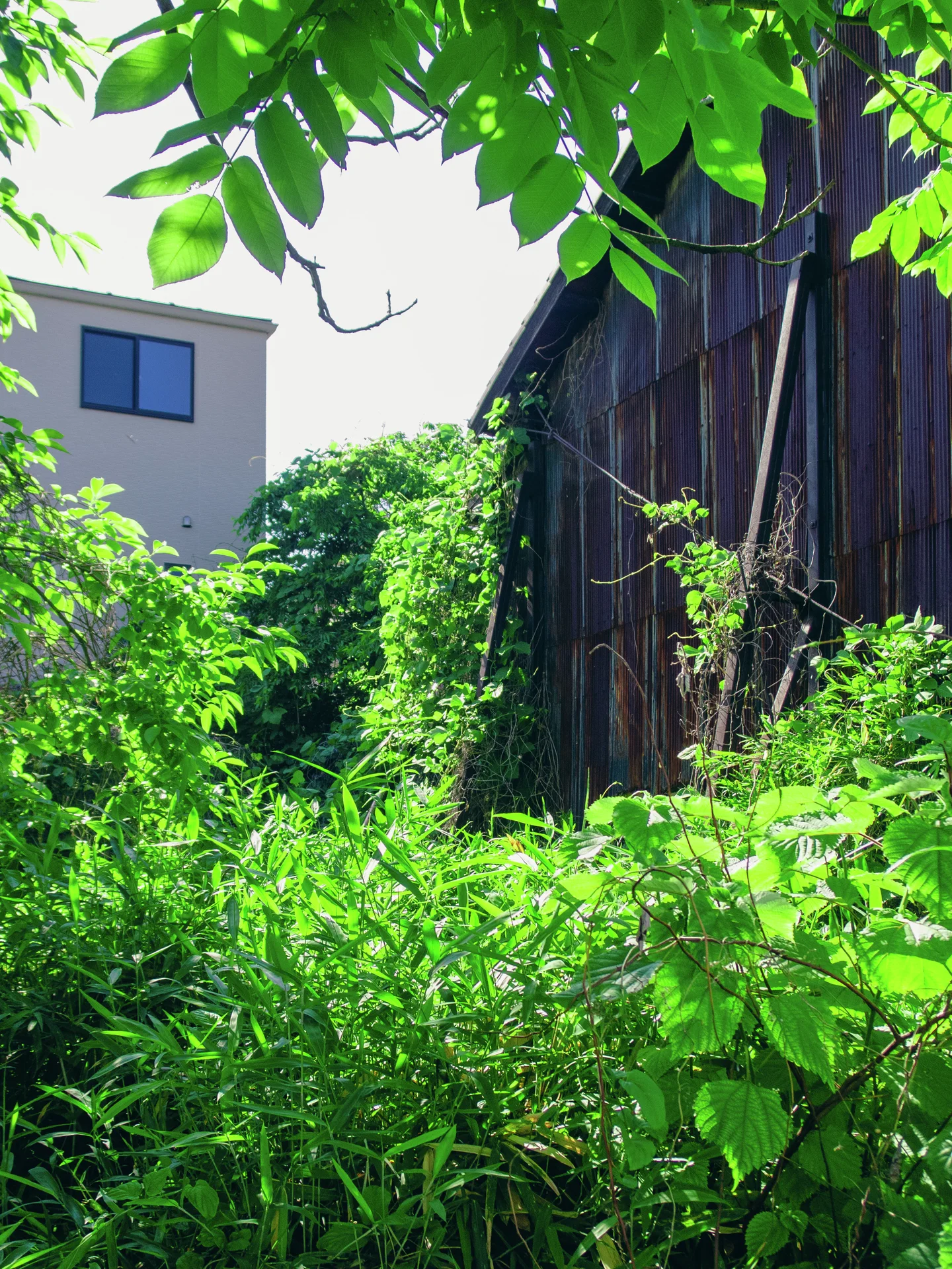 Dense green vegetation fills a narrow gap beside a dark wooden building beneath overhanging leaves.
