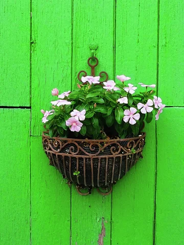 Pale pink flowers fill an ornate hanging metal basket against bright green wooden panels.