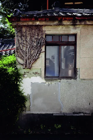 Bare climbing stems cling beside a small dark window in a patched pale stucco wall.
