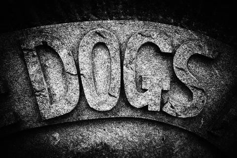 Large carved DOGS letters span a rough curved stone surface in black and white.